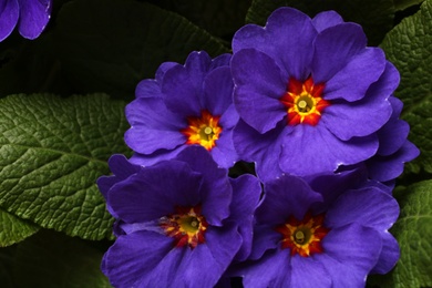 Photo of Beautiful primula (primrose) plant with purple flowers, above view. Spring blossom