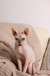 Photo of Beautiful Sphynx cat on sofa at home. Lovely pet