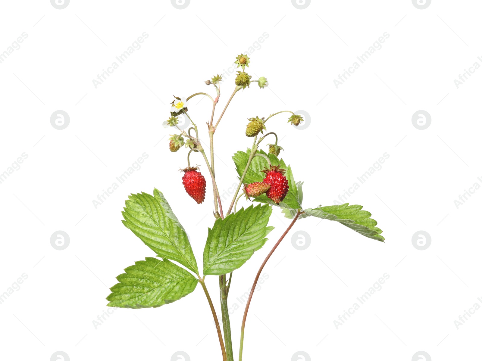 Photo of Stems of wild strawberry with berries, green leaves and flowers isolated on white