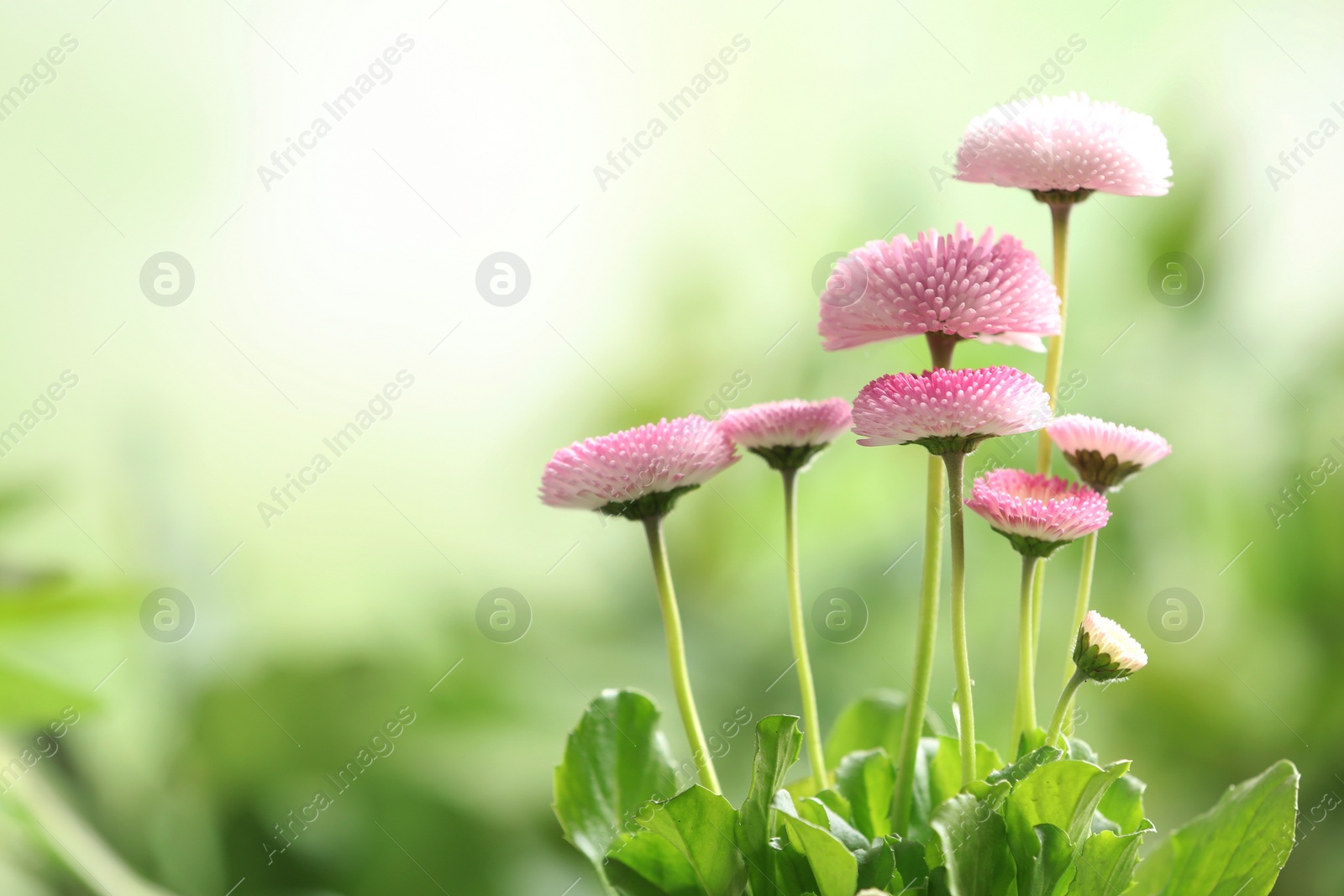 Photo of Beautiful blooming daisies against blurred background, space for text. Spring flowers