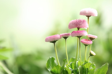 Photo of Beautiful blooming daisies against blurred background, space for text. Spring flowers