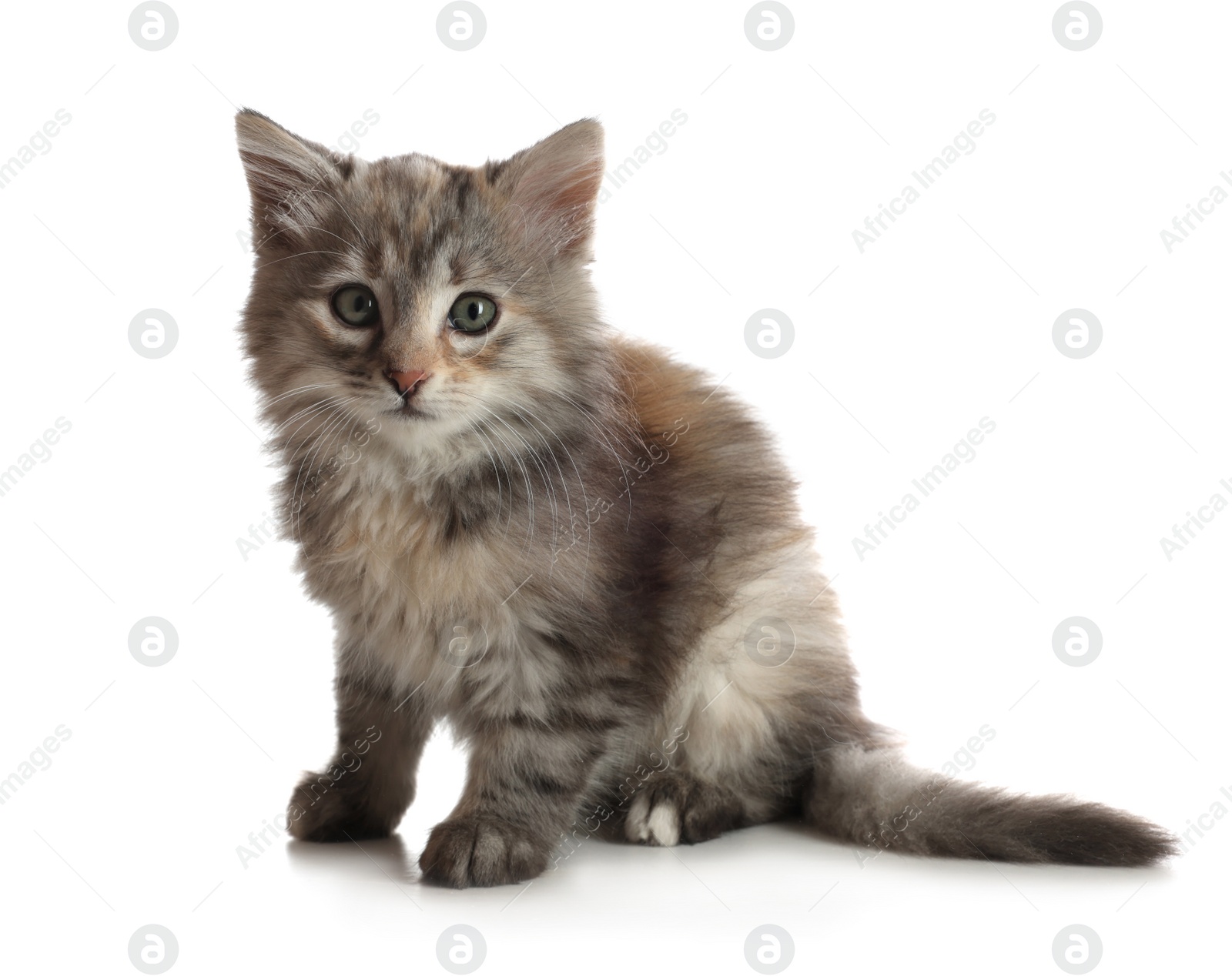 Photo of Cute fluffy kitten on white background. Baby animal