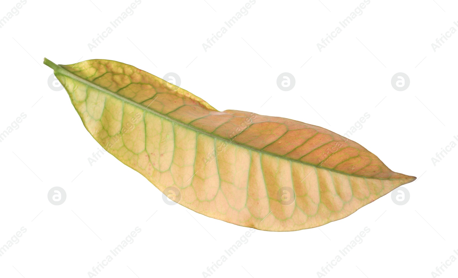 Photo of Leaf of tropical codiaeum plant on white background