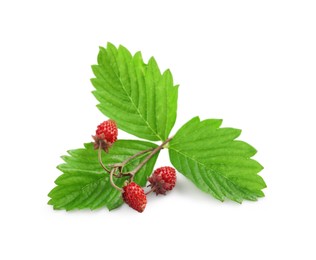 Photo of Ripe wild strawberries and green leaves isolated on white