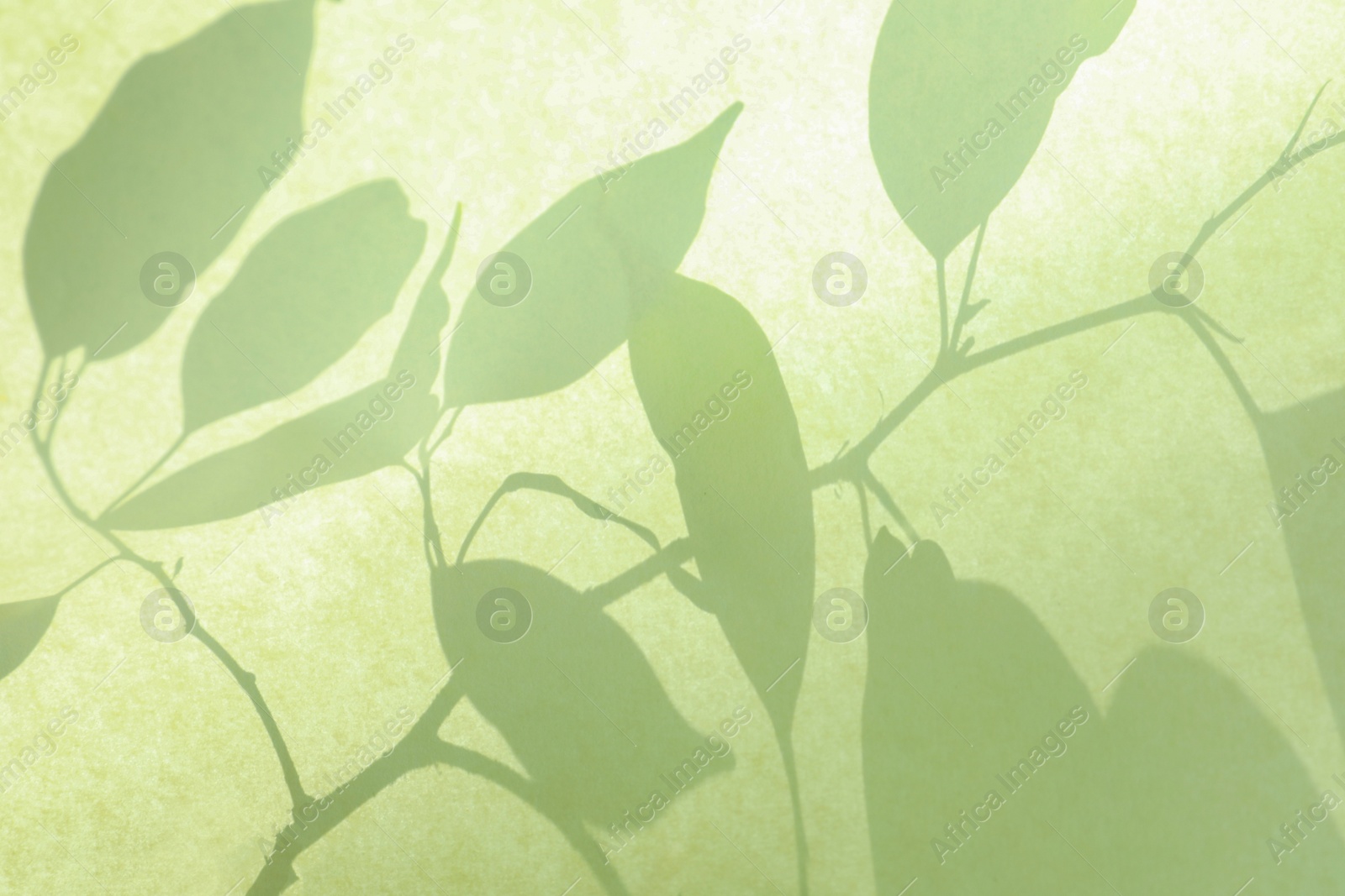 Photo of Shadow of beautiful houseplant on light background