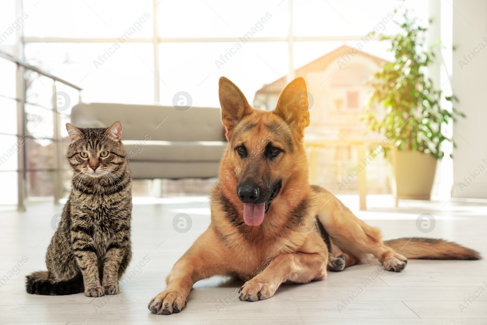 Photo of Cat and dog together on floor indoors. Funny friends