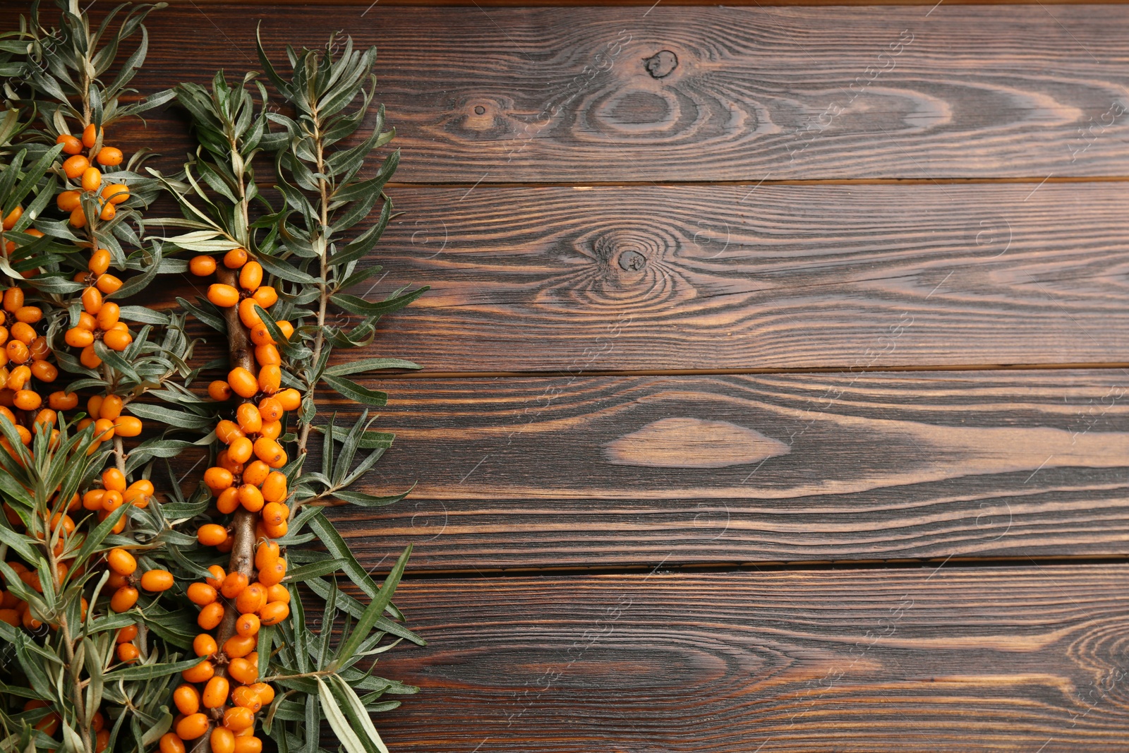 Photo of Branches of sea buckthorn on wooden table, flat lay. Space for text