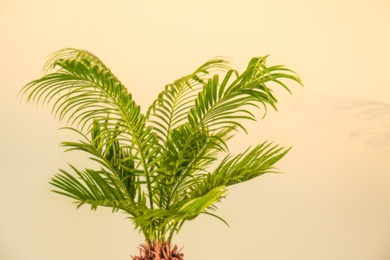 Photo of Tropical palm with bright green leaves on light background