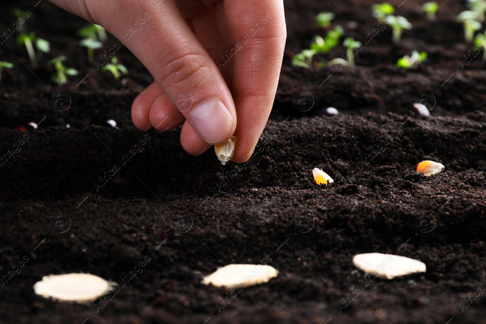 Photo of Woman planting corn seed in fertile soil, closeup. Vegetable growing