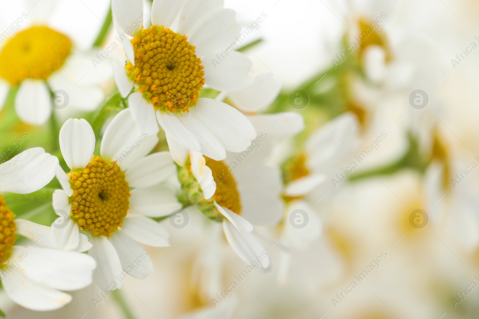 Photo of Beautiful chamomiles on blurred background, closeup. Space for text