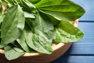Photo of Broadleaf plantain leaves on blue wooden table, closeup