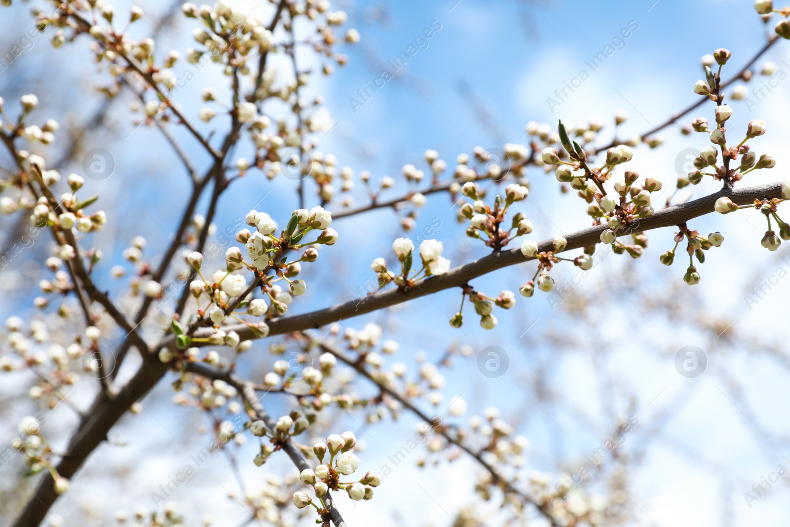 Photo of Closeup view of cherry tree with beautiful flower buds outdoors