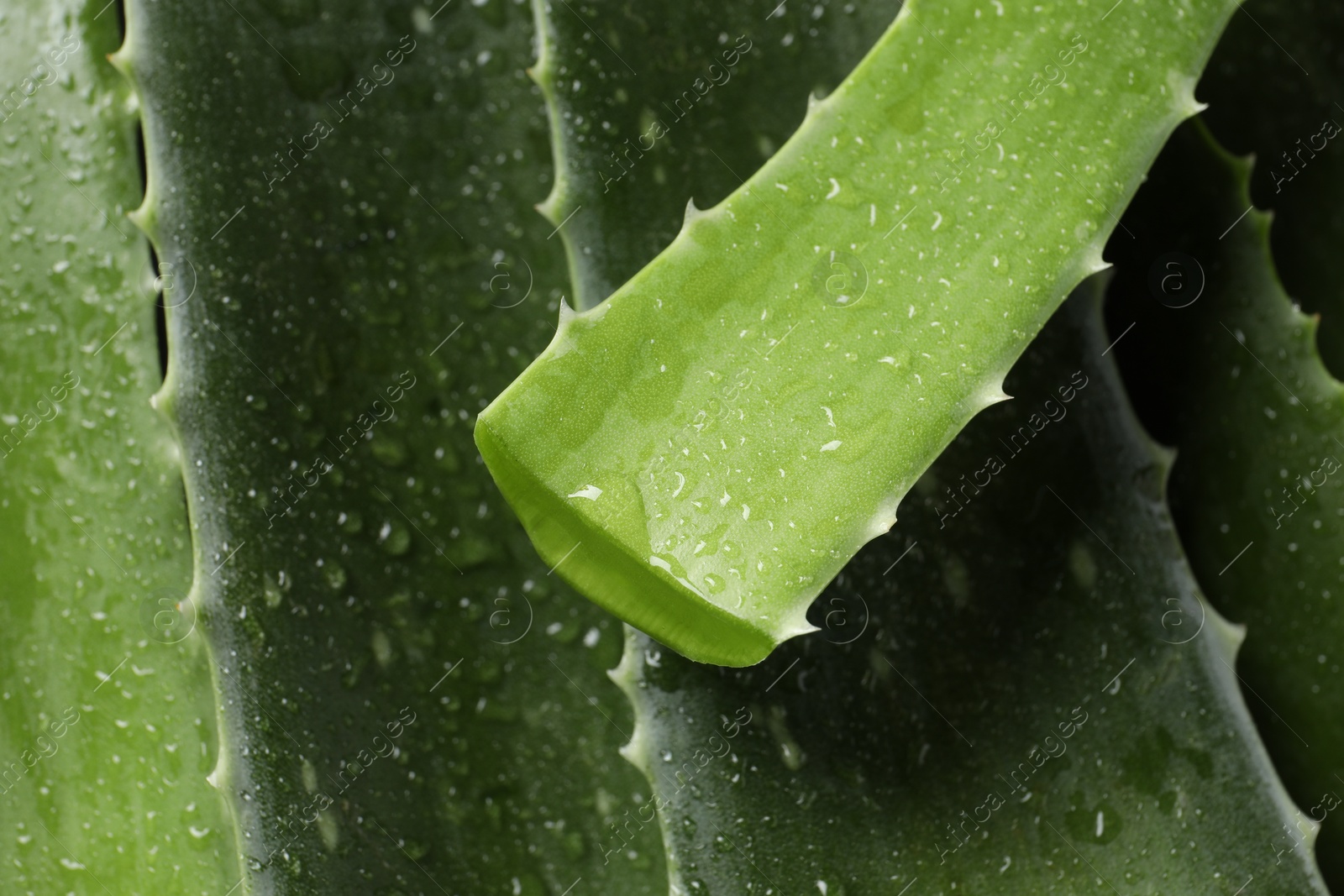 Photo of Fresh aloe vera leaves with water drops as background, closeup