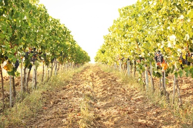 View of vineyard rows with fresh ripe juicy grapes on sunny day