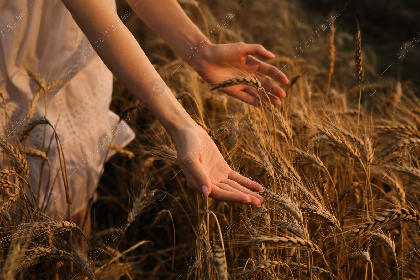 Photo of Woman in ripe wheat spikelets field, closeup