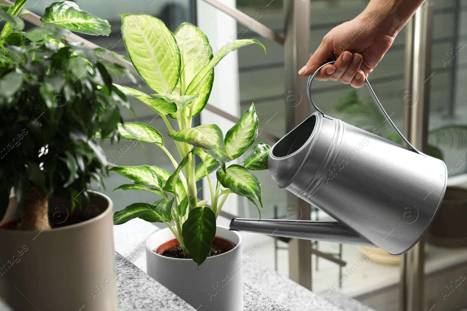 Photo of Woman watering Dieffenbachia plant on stairs, closeup. Home decoration