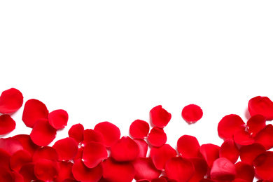 Photo of Fresh red rose petals on white background, top view