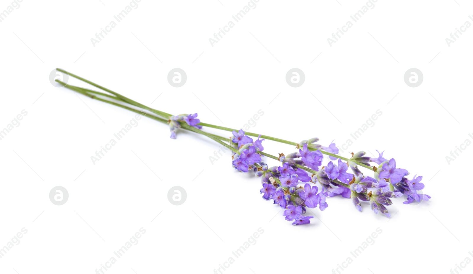 Photo of Beautiful aromatic lavender flowers isolated on white