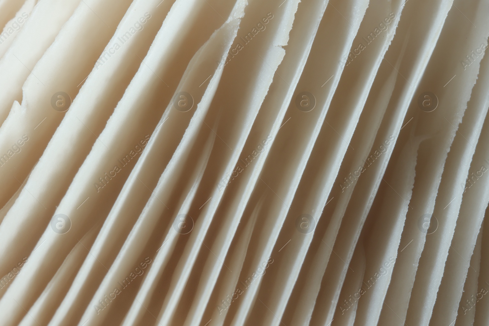 Photo of Fresh oyster mushroom as background, macro view