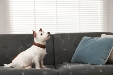 Photo of Cute dog sitting on sofa with pet hair at home