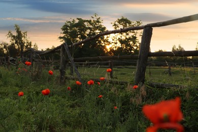 Photo of Picturesque view of countryside with wooden fence and blooming red poppies in morning