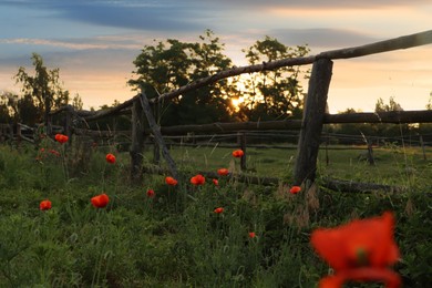 Picturesque view of countryside with wooden fence and blooming red poppies in morning