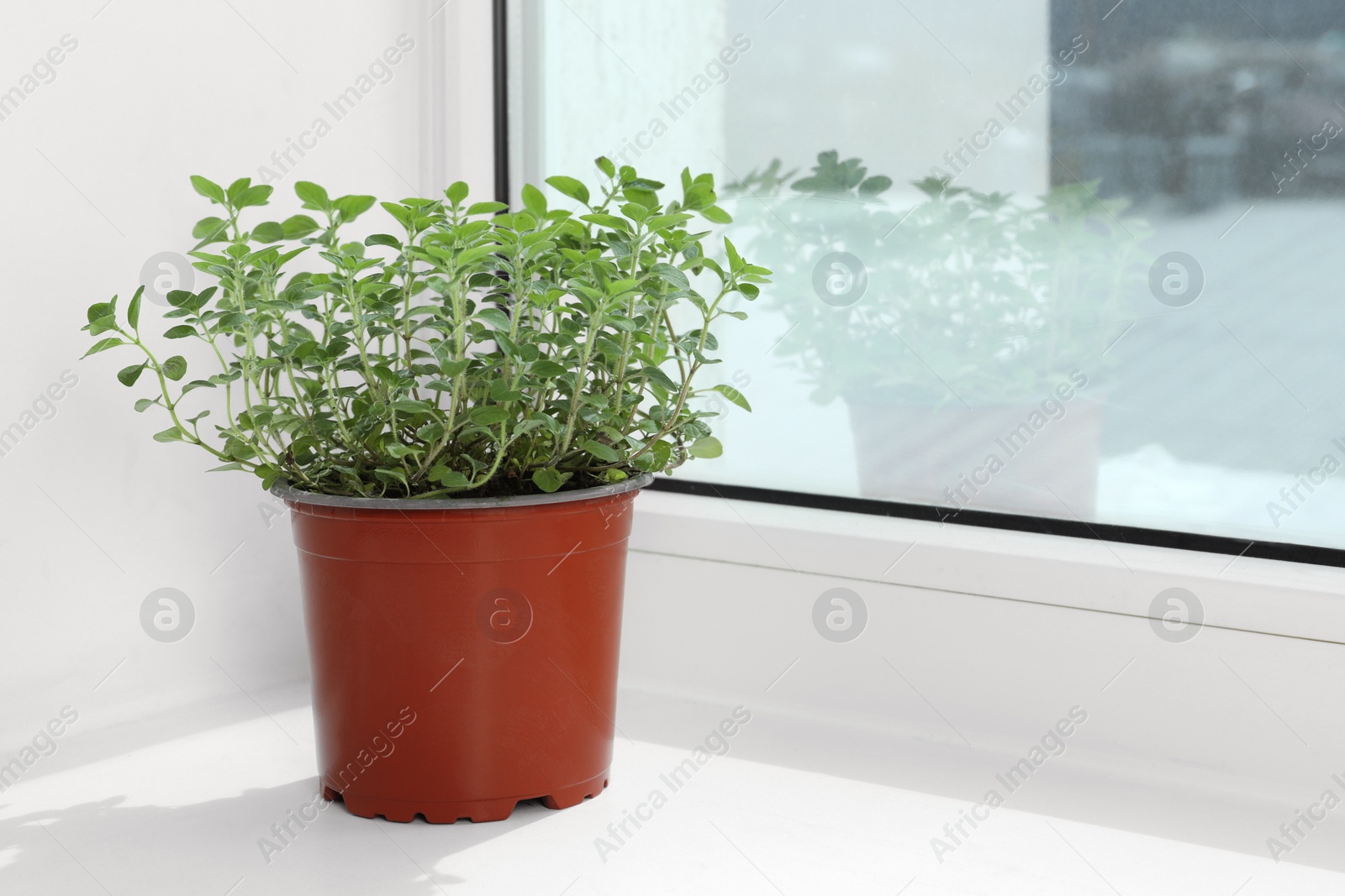 Photo of Fresh potted oregano on windowsill indoors. Space for text