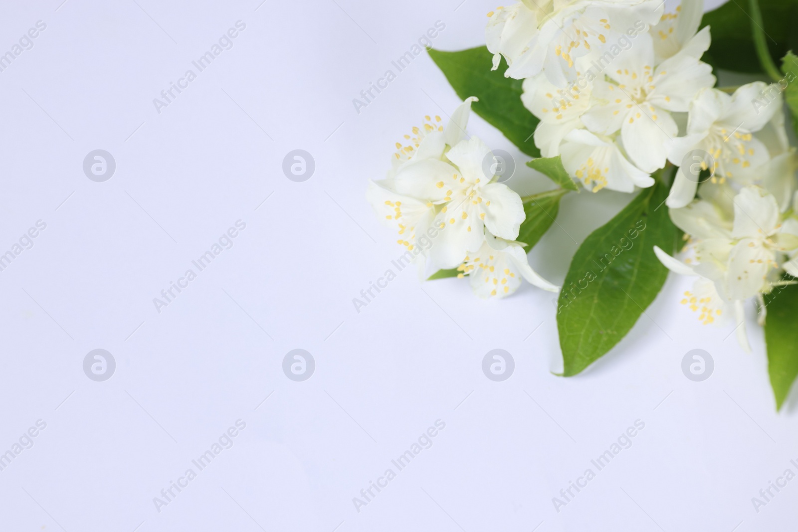 Photo of Beautiful jasmine flowers on white background, above view. Space for text