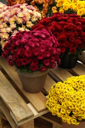 Photo of Beautiful different color Chrysanthemum flowers in pots on wooden pallet