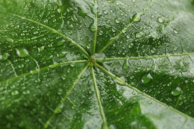 Beautiful green leaf with water drops, closeup