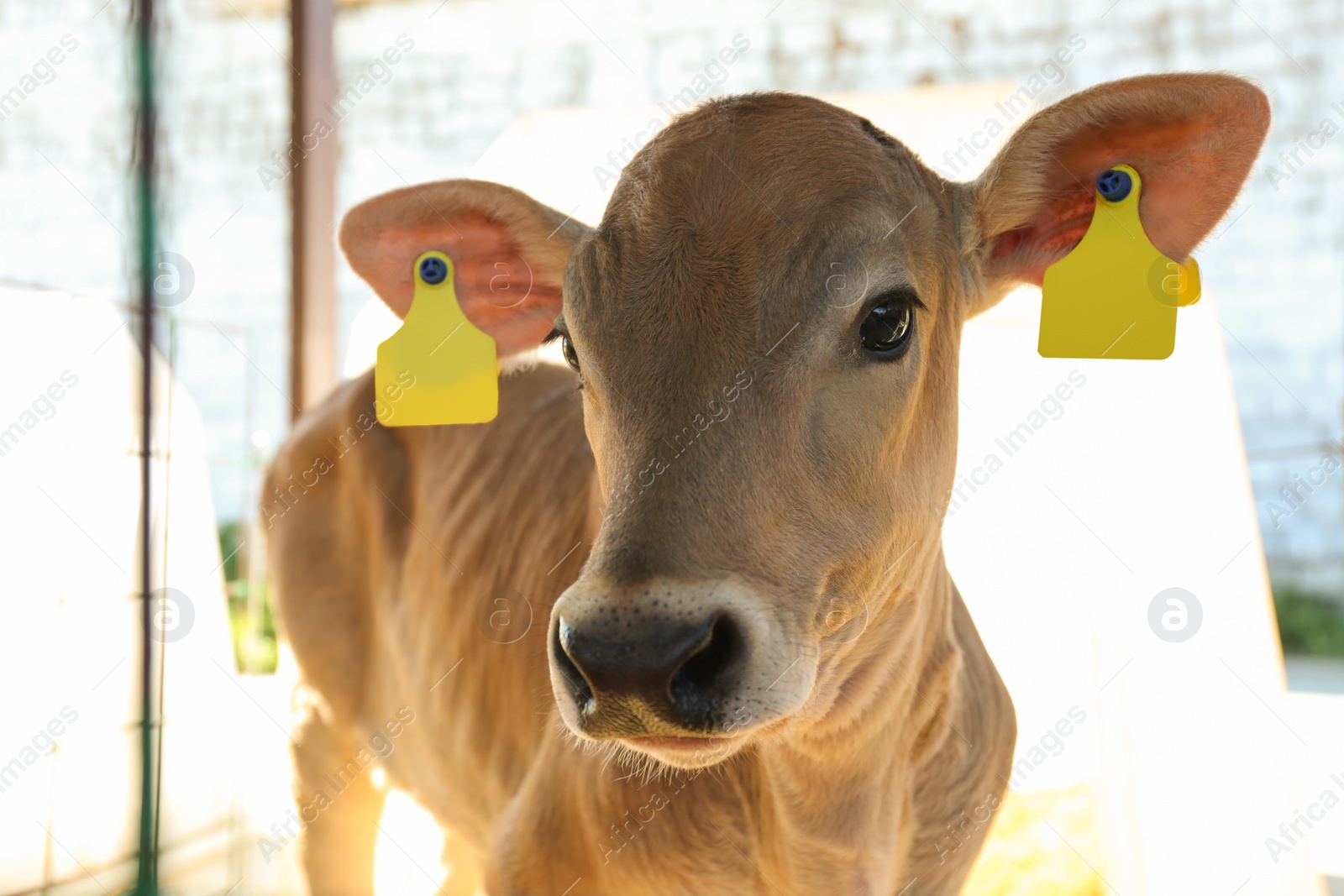 Photo of Pretty little calf on farm, closeup. Animal husbandry