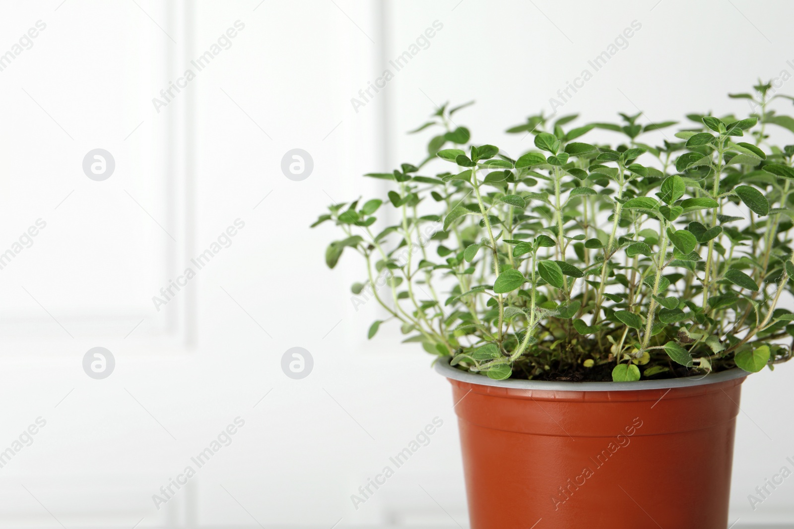Photo of Fresh potted oregano near white wall, closeup. Space for text