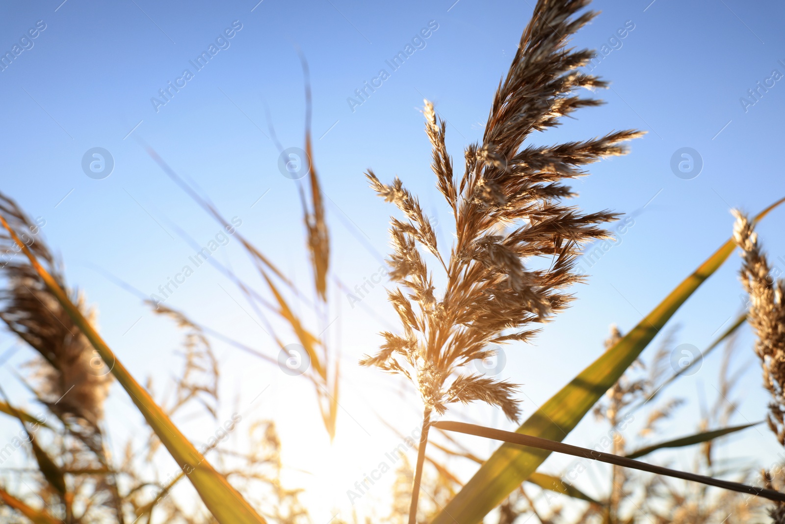 Photo of Dry reed growing outdoors on sunny day, closeup