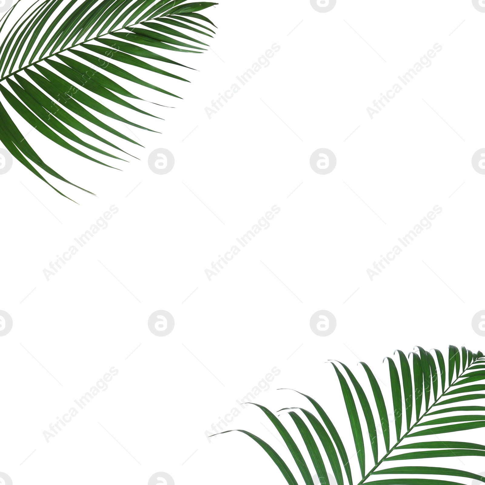 Image of Frame made of beautiful lush tropical leaves on white background