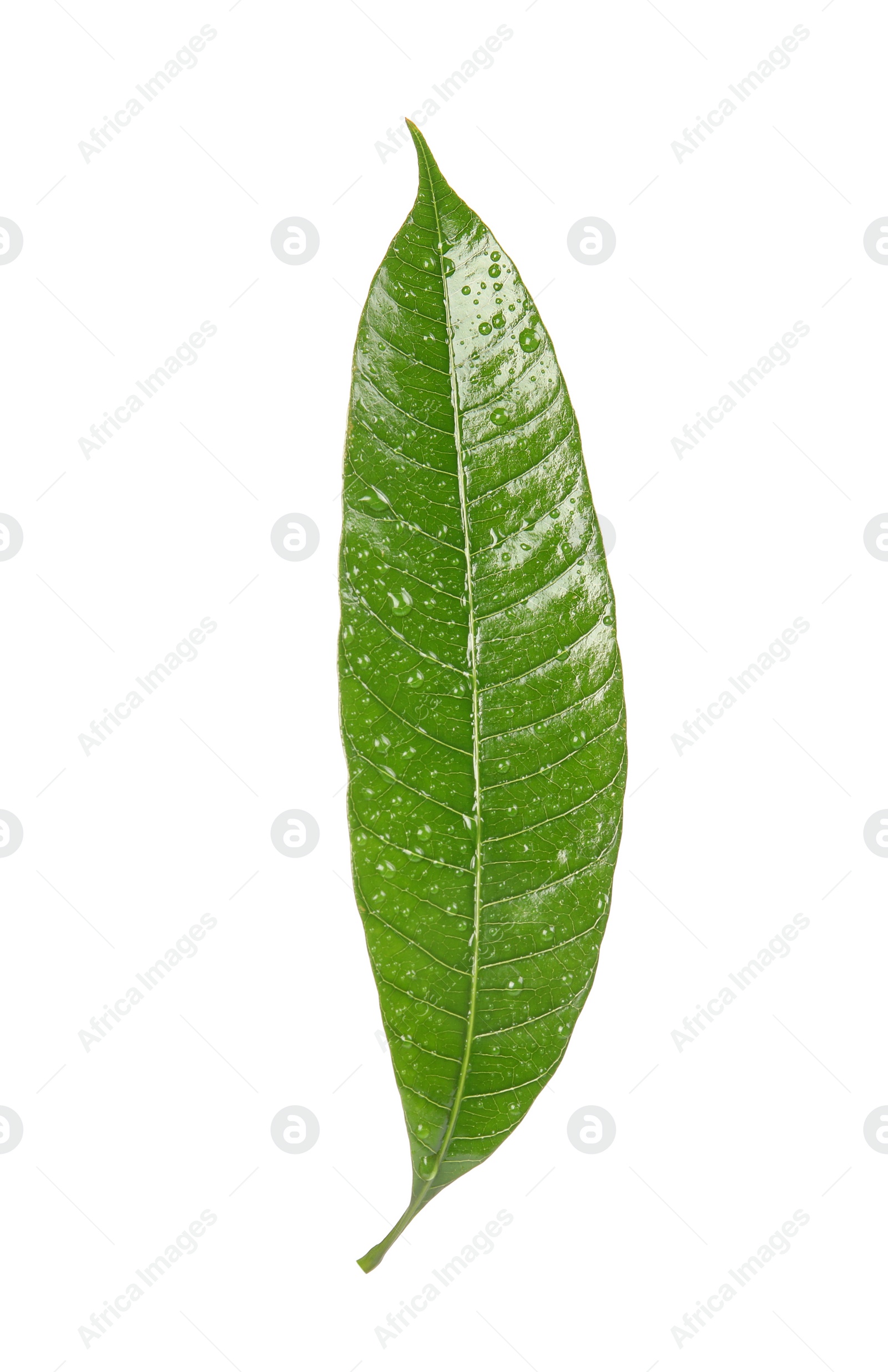 Photo of Green mango leaf with water drops on white background