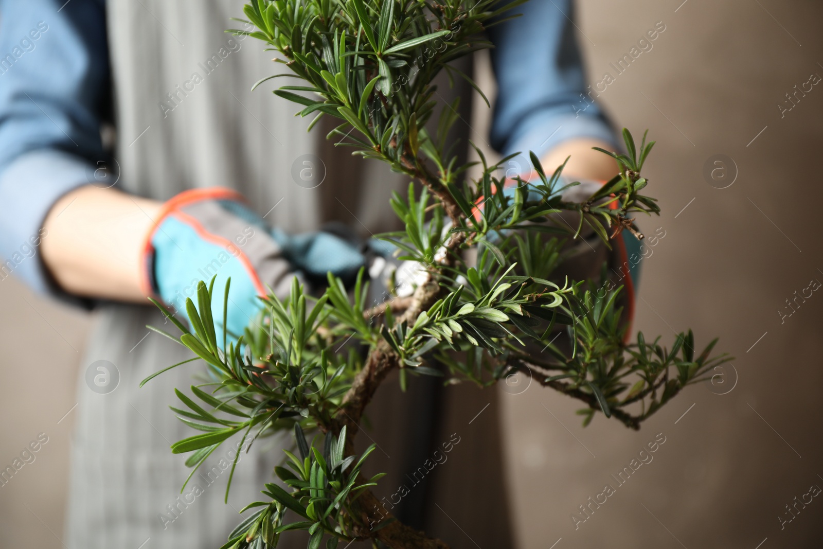 Photo of Woman trimming Japanese bonsai plant, closeup. Creating zen atmosphere at home