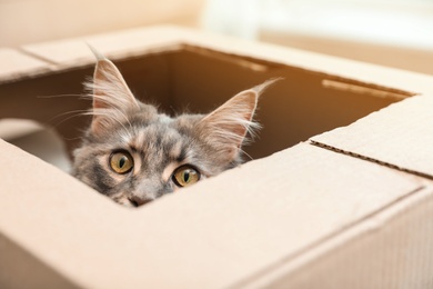 Photo of Adorable Maine Coon cat looking out through hole in cardboard box at home