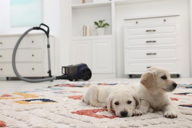 Photo of Cute little puppies lying on carpet at home. Space for text