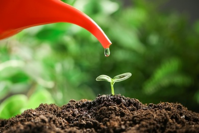Photo of Watering small green seedling in soil, closeup