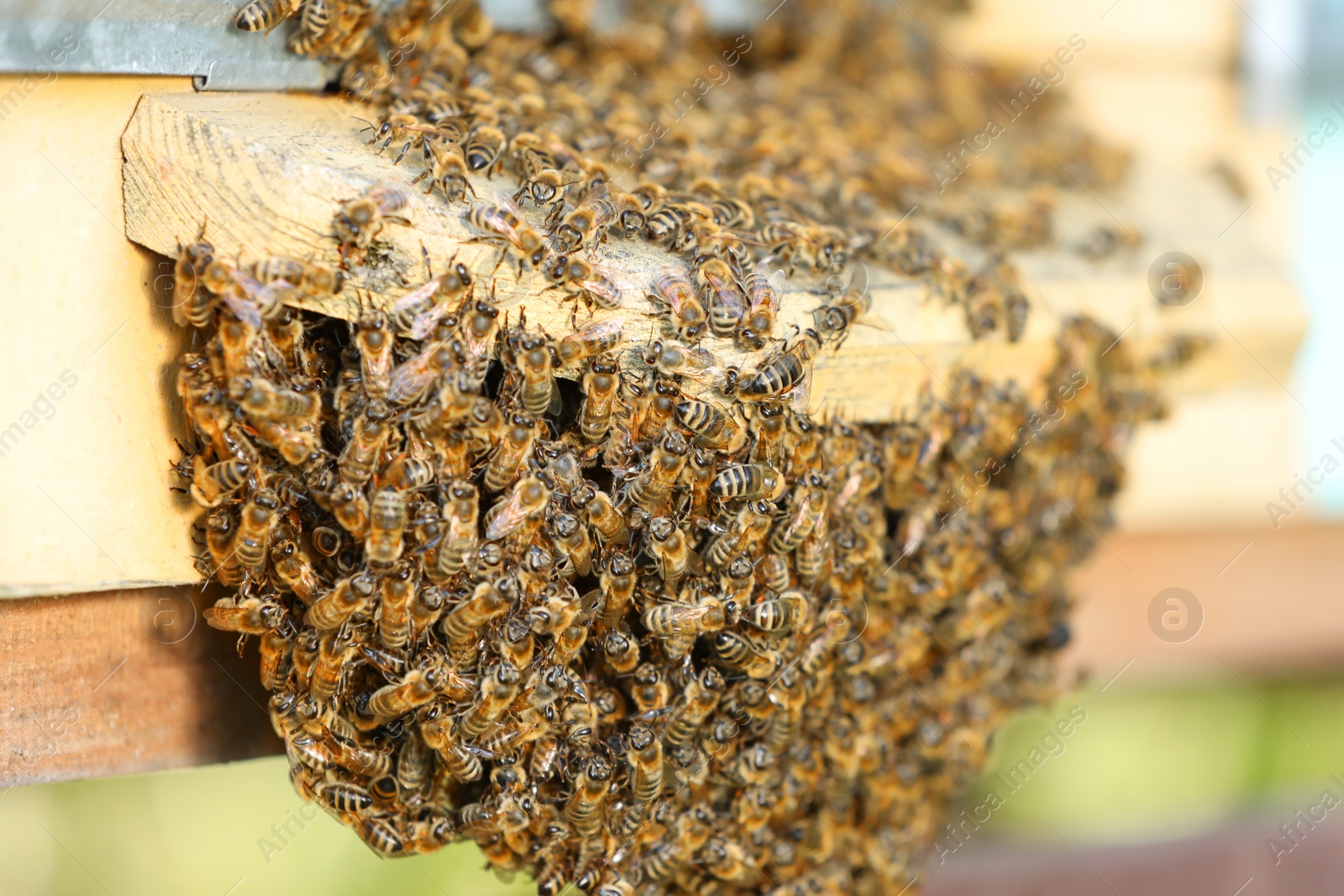 Photo of Closeup view of wooden hive with honey bees on sunny day