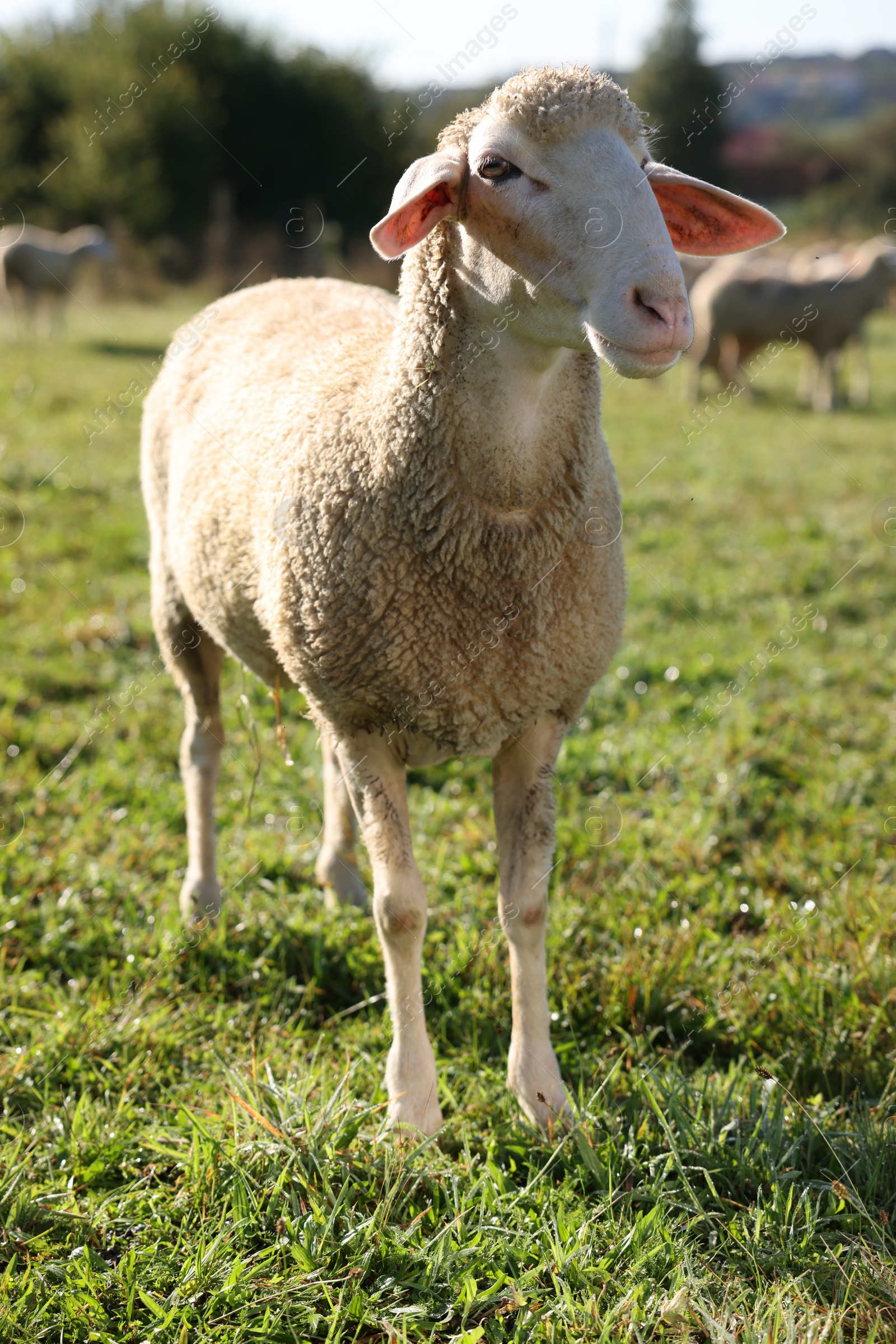 Photo of Cute sheep grazing outdoors on sunny day. Farm animal