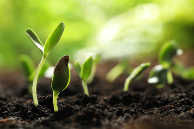 Photo of Young vegetable seedlings growing in soil outdoors, space for text