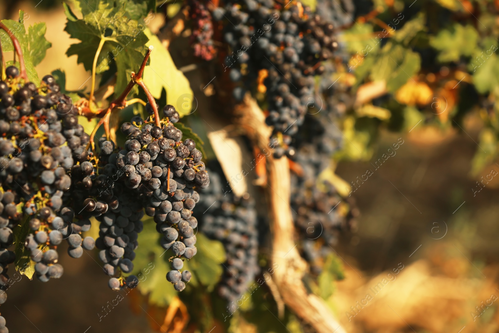 Photo of Fresh ripe juicy grapes growing on branches in vineyard