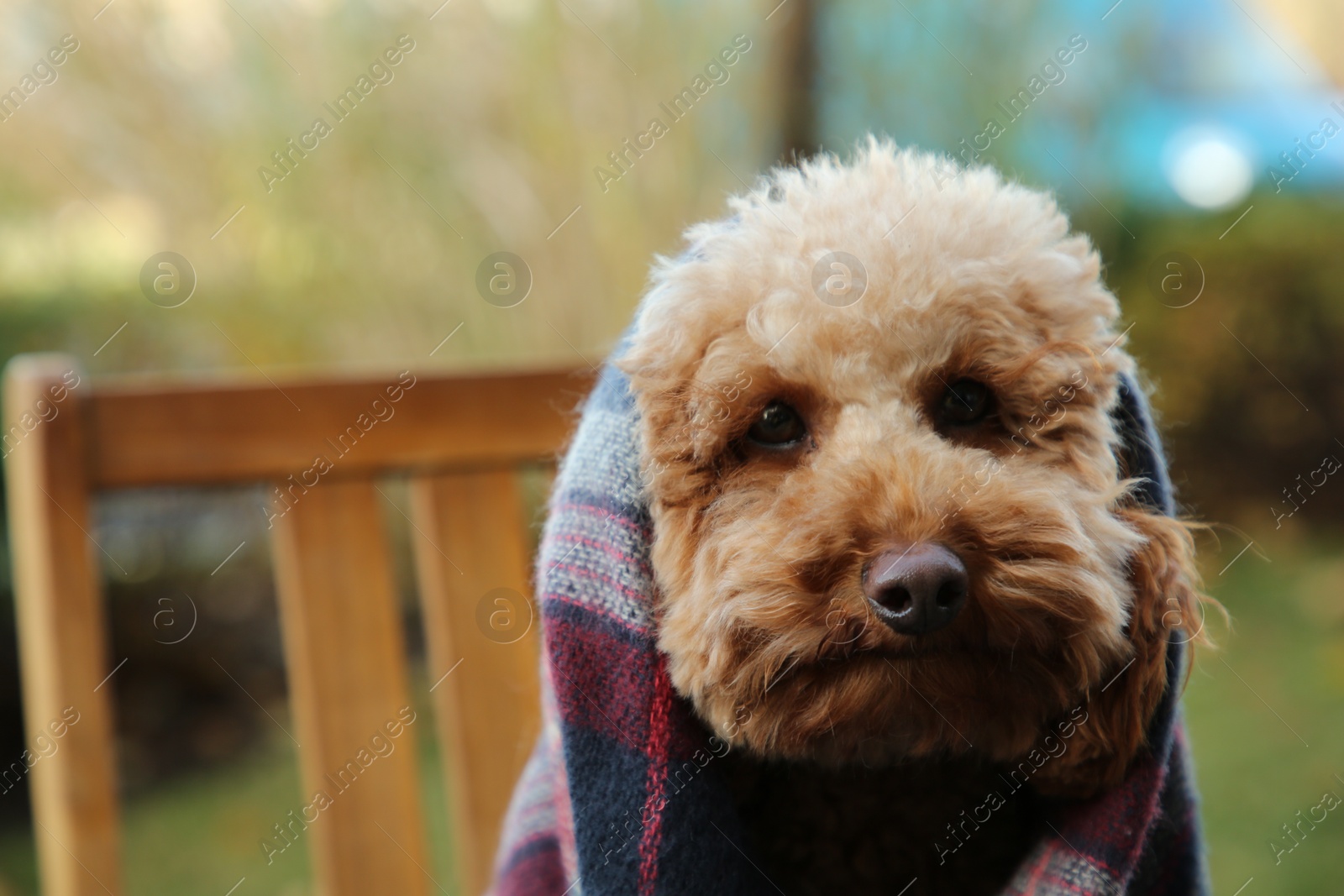Photo of Cute fluffy dog wrapped in blanket outdoors, closeup. Space for text
