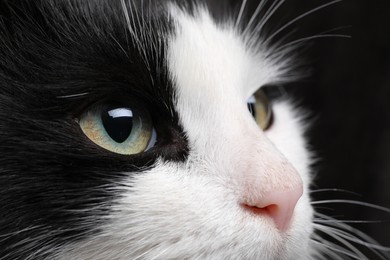 Closeup view of black and white cat with beautiful eyes
