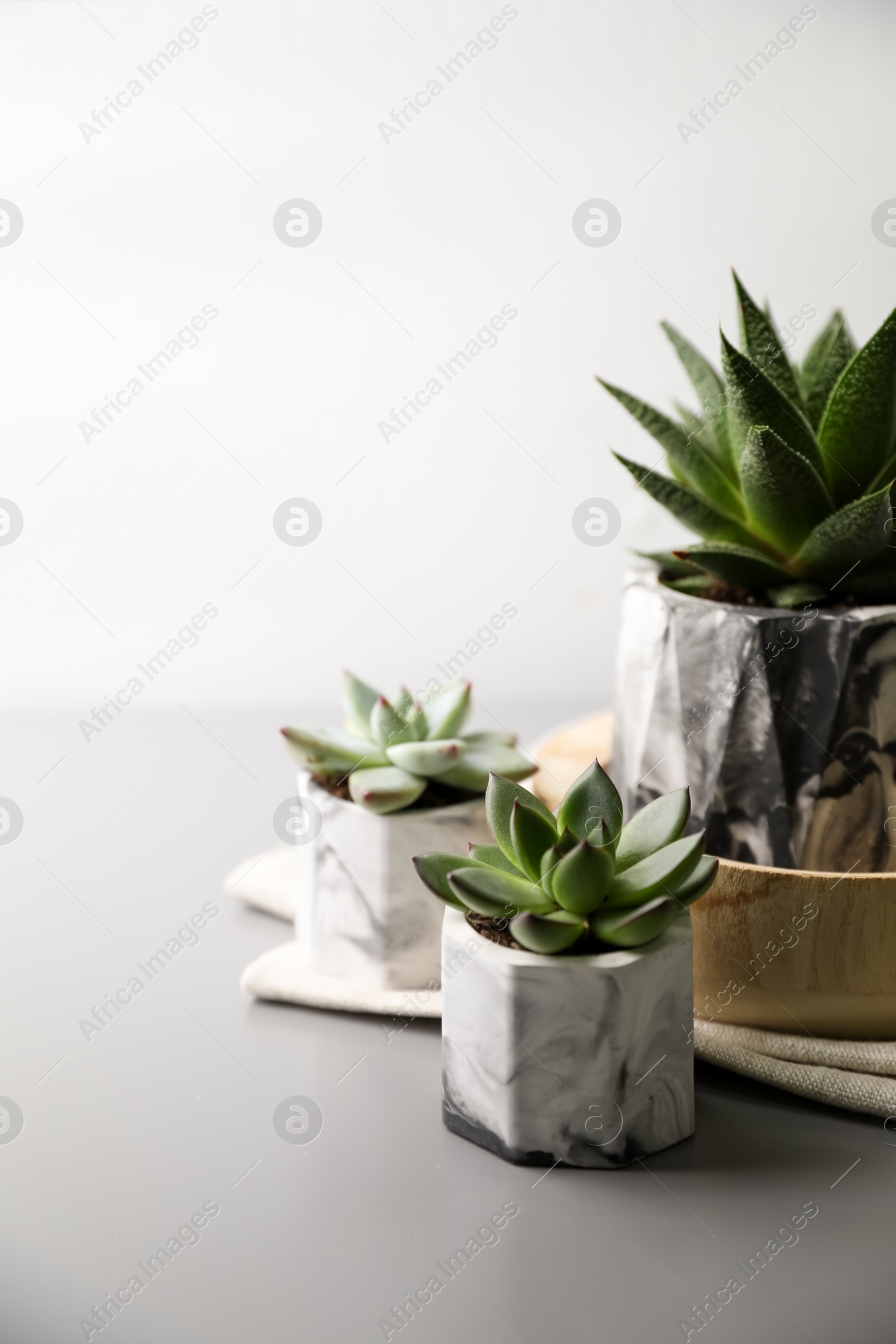 Photo of Beautiful potted succulents on light grey table