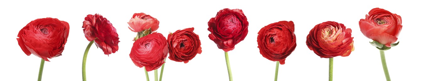 Image of Set with beautiful spring ranunculus flowers on white background. Banner design