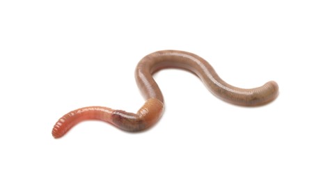 Photo of One earthworm isolated on white. Terrestrial invertebrates
