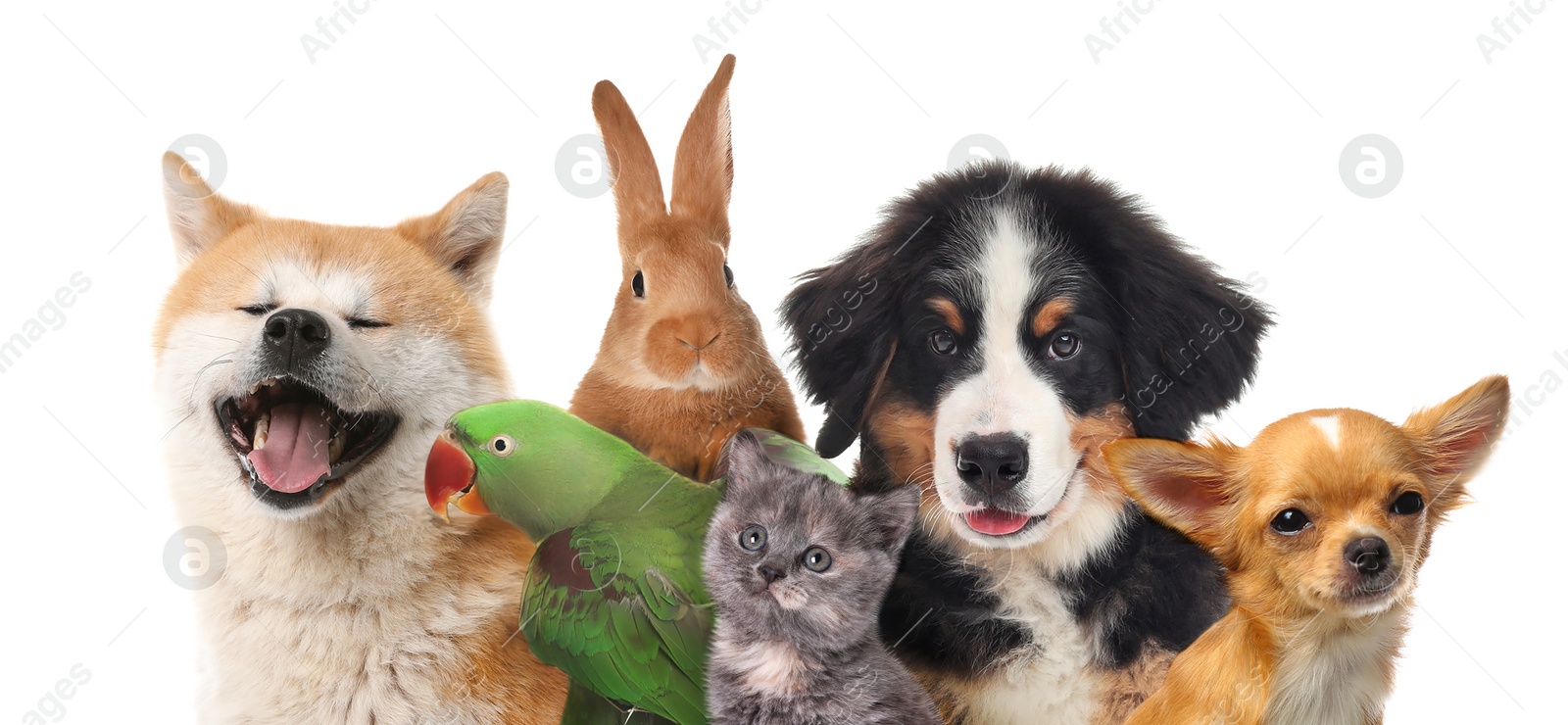 Image of Group of cute pets on white background. Banner design