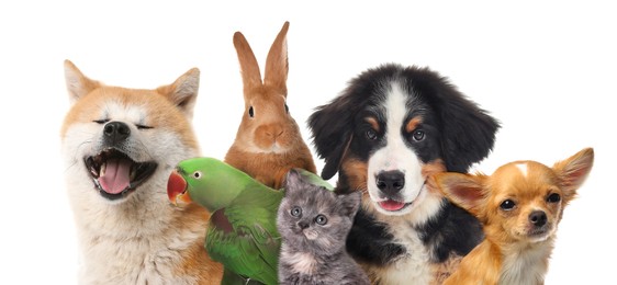Image of Group of cute pets on white background. Banner design